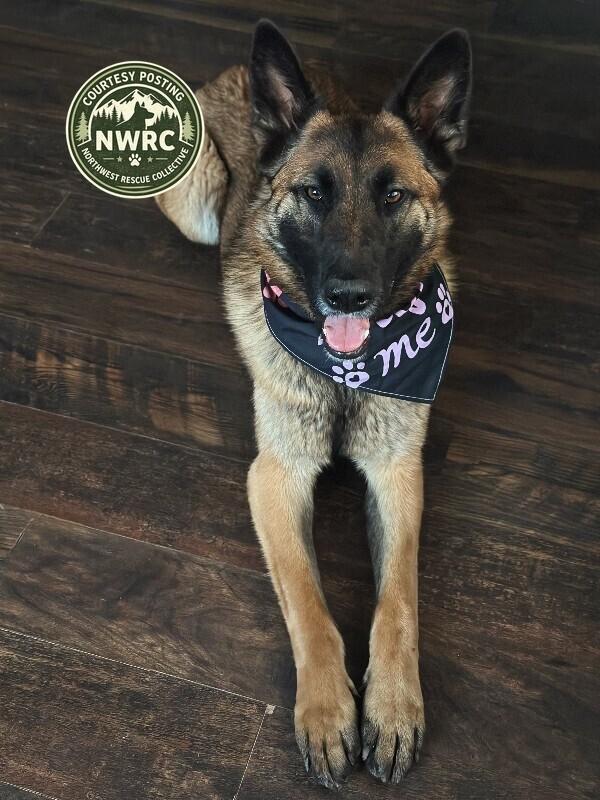 Enlarge Kira, a Adoptable German Shepherd Dog in renton, WA image 2/3