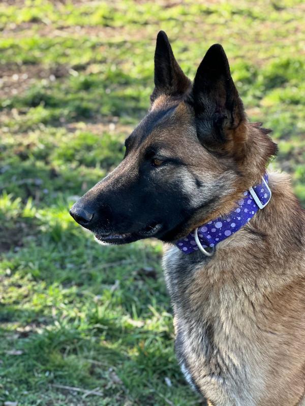 Enlarge Kiara, a Adoptable German Shepherd Dog in renton, WA image 2/2