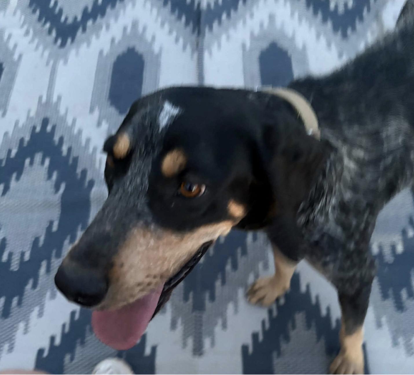 Enlarge Lucy, a Adopted Coonhound in Williamsburg, NM image 2/4