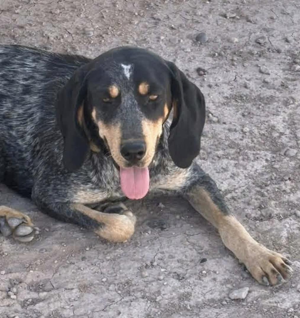 Enlarge Lucy, a Adopted Coonhound in Williamsburg, NM image 1/4