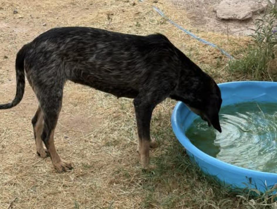 Enlarge Lucy, a Adopted Coonhound in Williamsburg, NM image 3/4