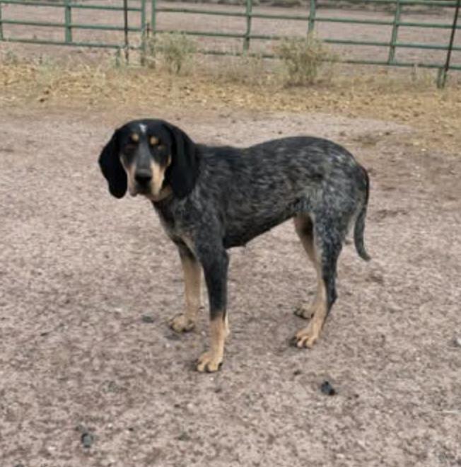 Enlarge Lucy, a Adopted Coonhound in Williamsburg, NM image 4/4