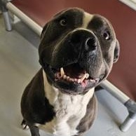 Blue, an adoptable Pit Bull Terrier in Edgewood, NM, 87015 | Photo Image 2