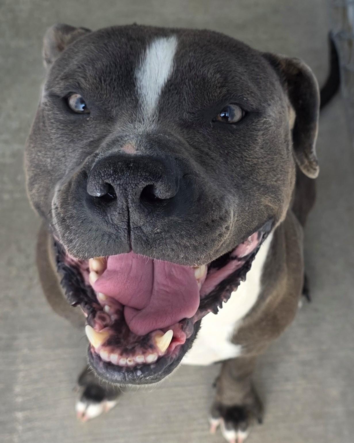 Blue, an adoptable Pit Bull Terrier in Edgewood, NM, 87015 | Photo Image 1