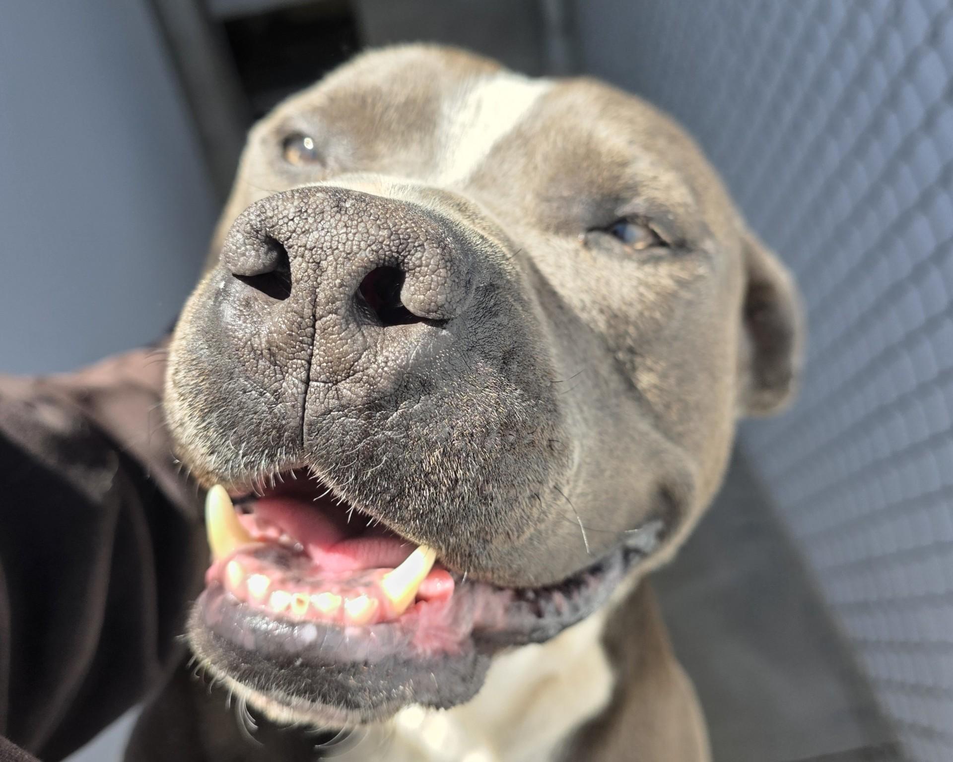 Blue, an adoptable Pit Bull Terrier in Edgewood, NM, 87015 | Photo Image 3