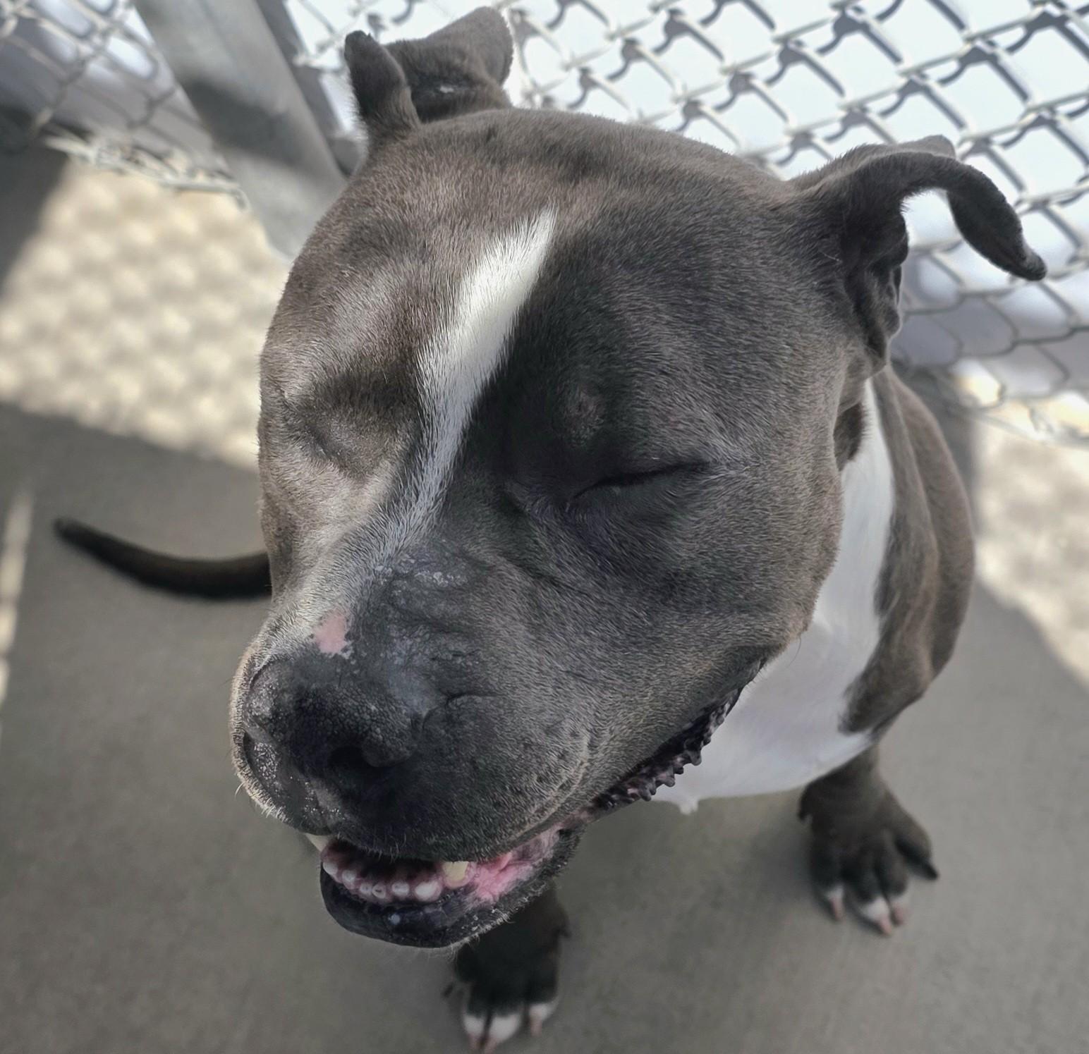 Blue, an adoptable Pit Bull Terrier in Edgewood, NM, 87015 | Photo Image 5