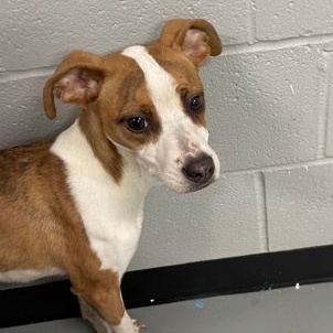 NaeNae- C24051702, Adopted, Young Female Whippet.
