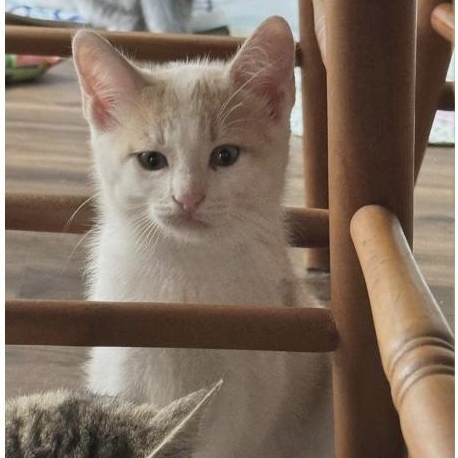 Cuervo, ADOPTABLE, Kitten Male Domestic Short Hair.