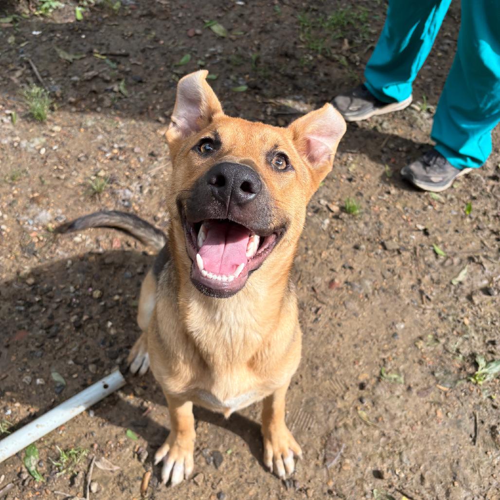 Enlarge Judy, a Adoptable mixed breed in Parrish, AL image 1/3