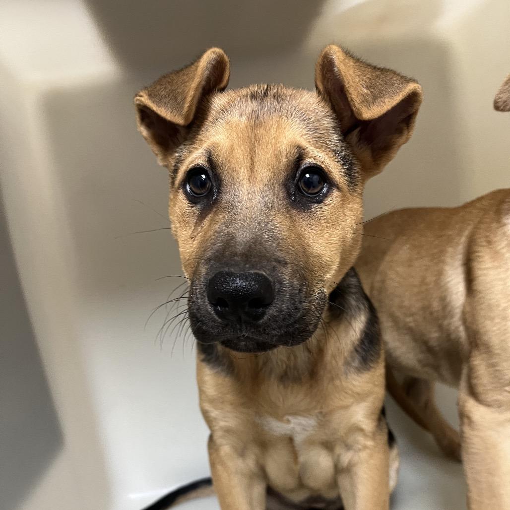 Enlarge Judy, a Adoptable mixed breed in Parrish, AL image 1/2