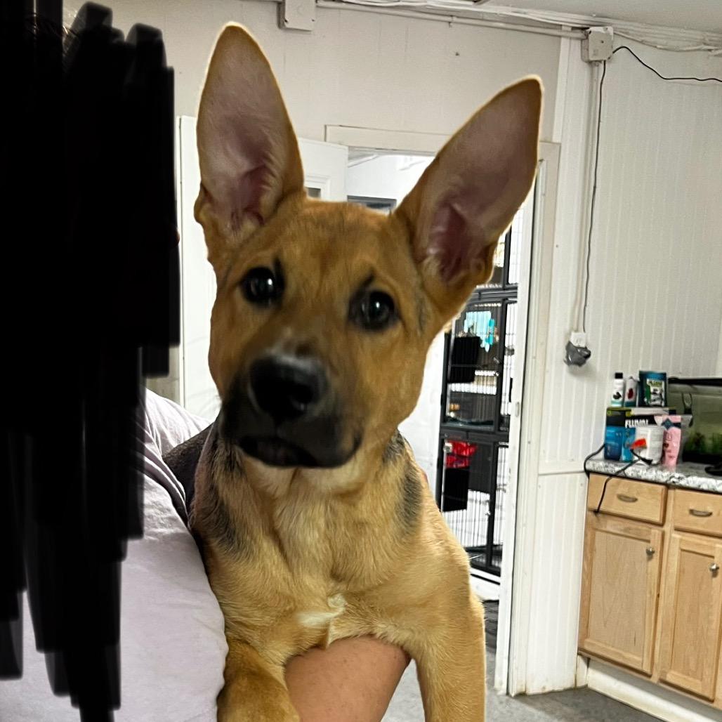 Enlarge Judy, a Adoptable mixed breed in Parrish, AL image 2/2
