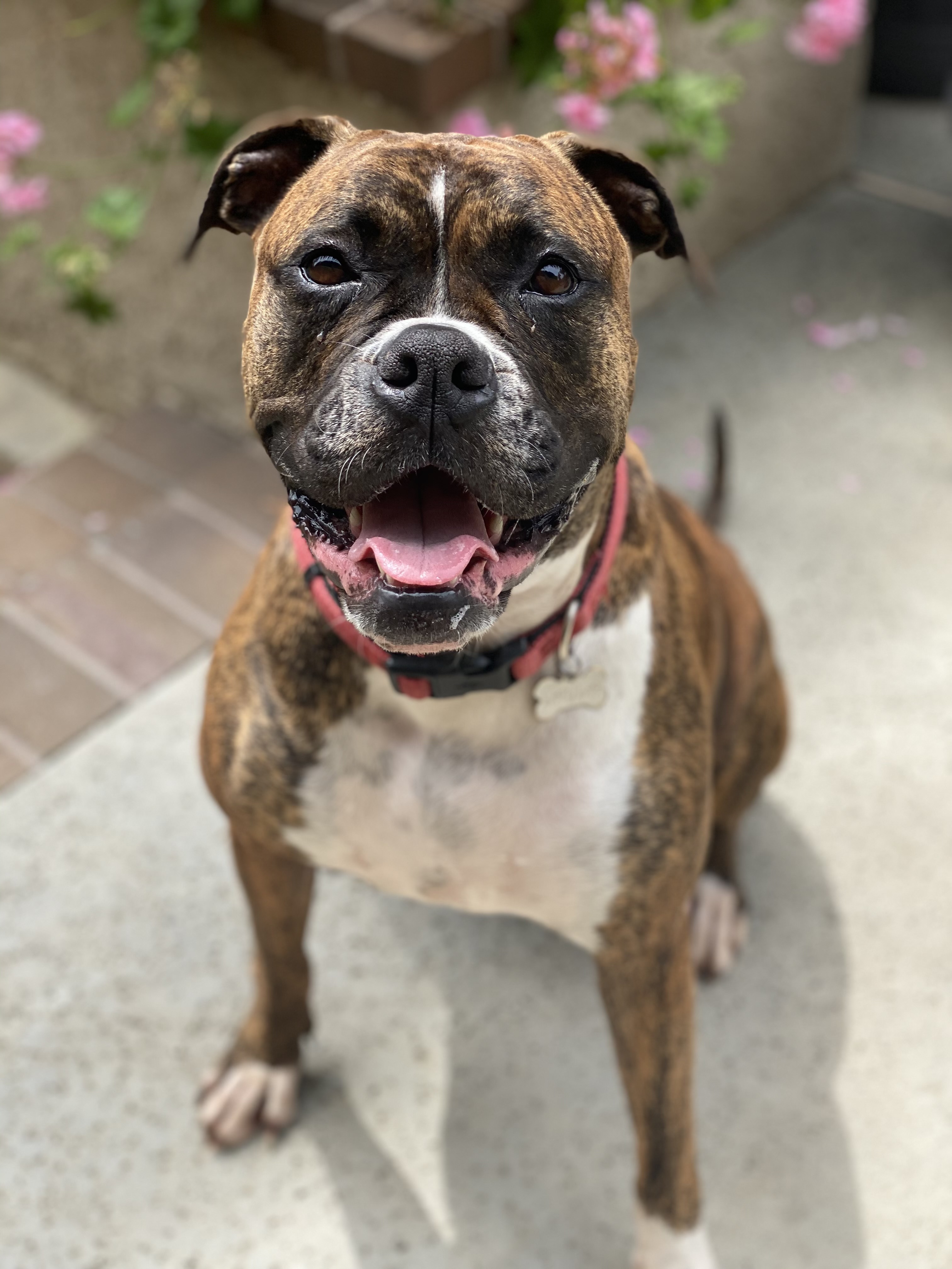 Layla, Adopted, Adult Female Boxer.