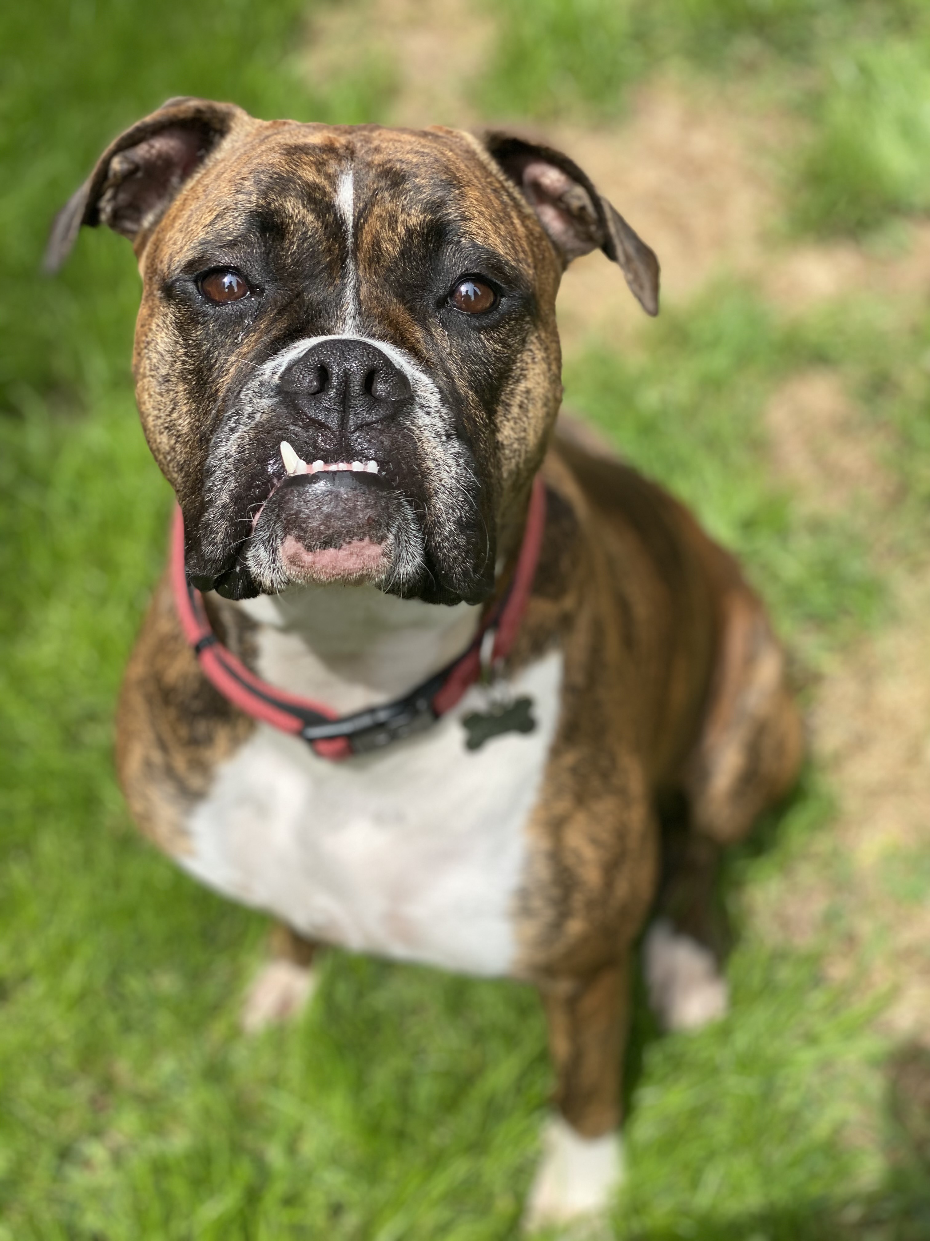 Enlarge Layla, a Adopted mixed breed in Pacific Palisades, CA image 2/6