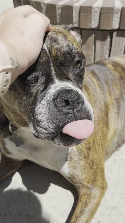 Enlarge Layla, a Adopted mixed breed in Pacific Palisades, CA video 6/6