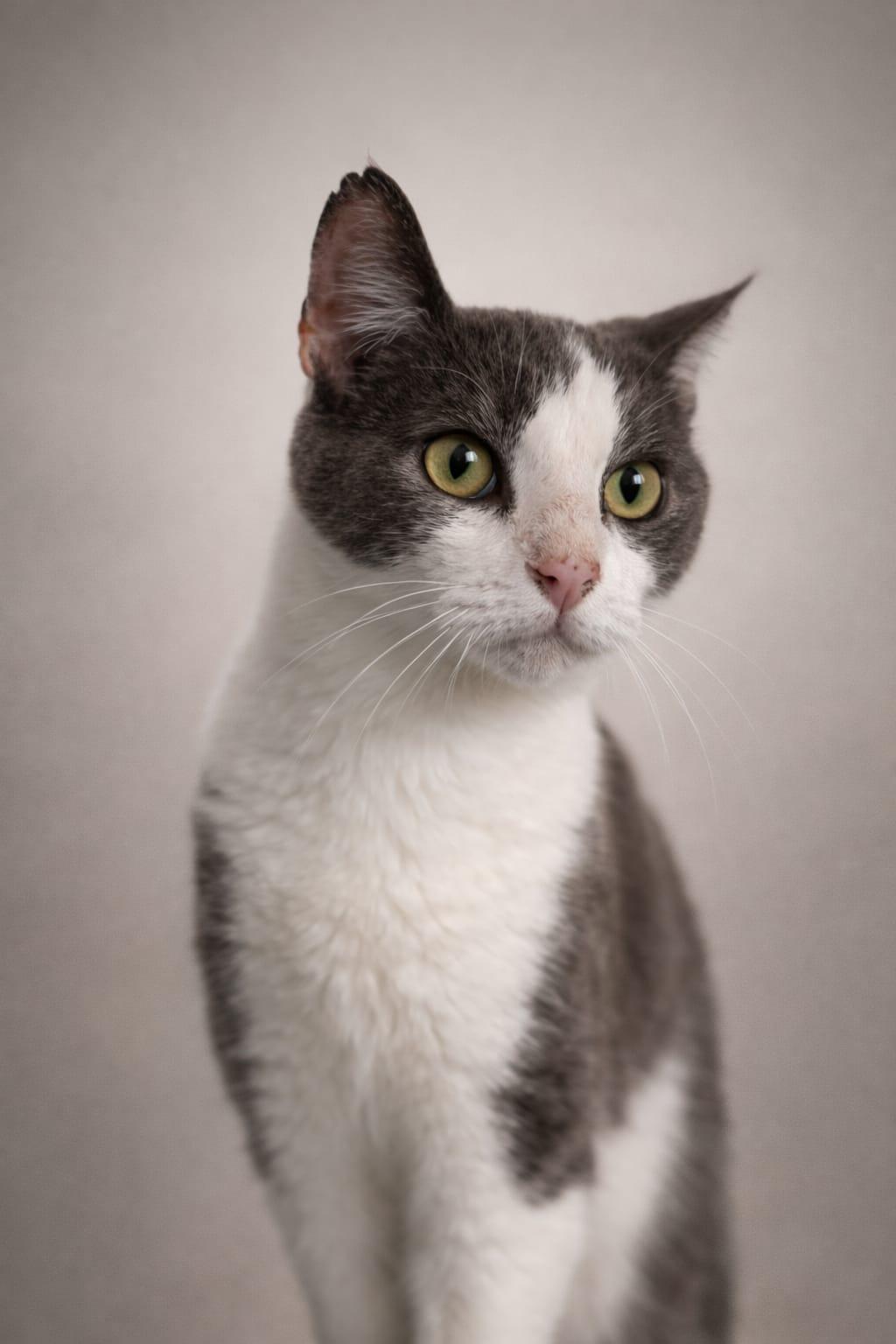 wilberto, a ADOPTABLE Tabby in Miami, FL image 1/2