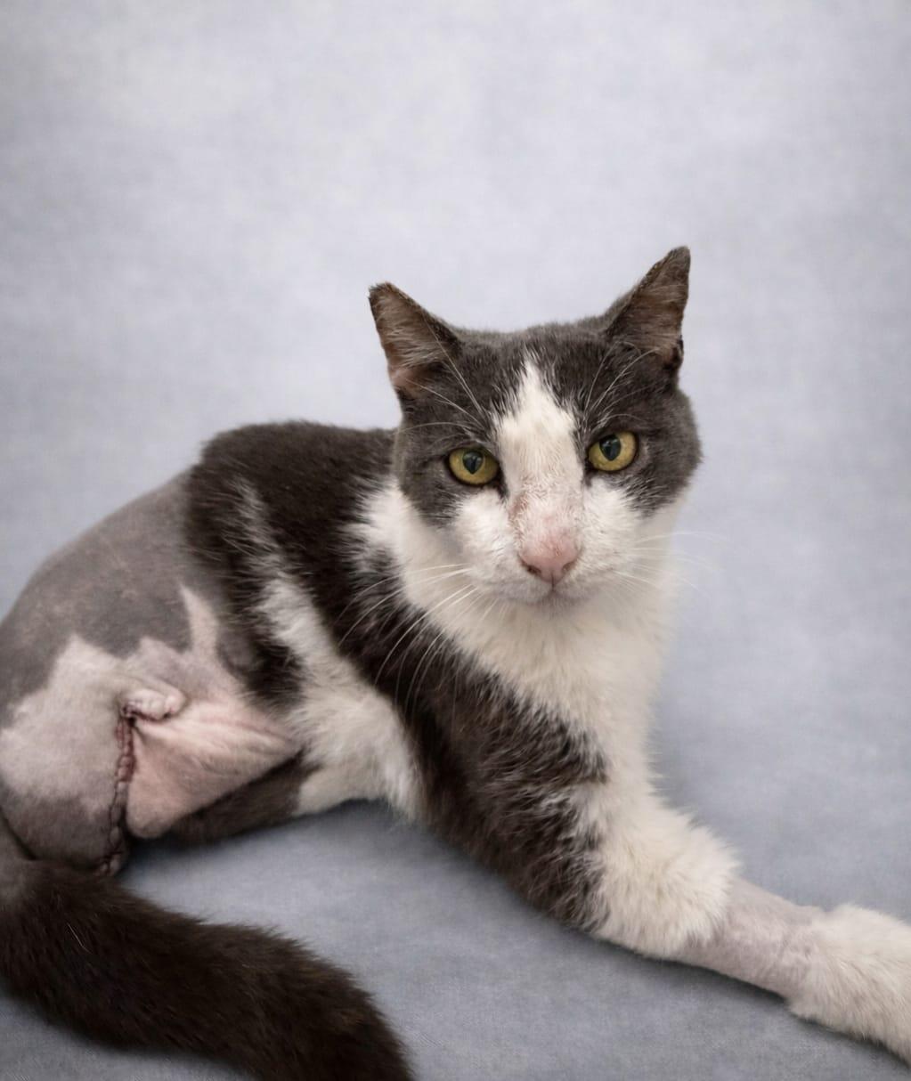 wilberto, a ADOPTABLE Tabby in Miami, FL image 2/2