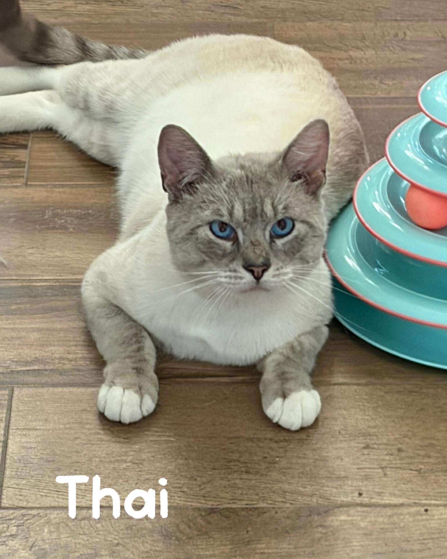 Thai, adoptable, Adult Male Siamese & Domestic Short Hair.