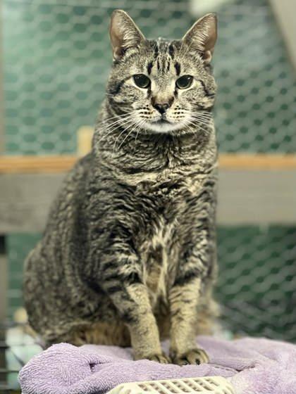 Bruce Lee, a Adoptable Domestic Short Hair in River Ridge, LA image 2/3