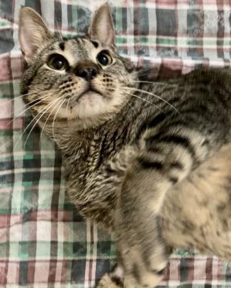 Bruce Lee, a Adoptable Domestic Short Hair in River Ridge, LA image 2/3
