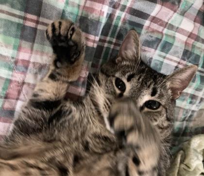 Bruce Lee, a Adoptable Domestic Short Hair in River Ridge, LA image 3/3