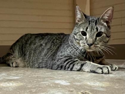 Enlarge Bruce Lee, a Adoptable Domestic Short Hair in River Ridge, LA image 3/3