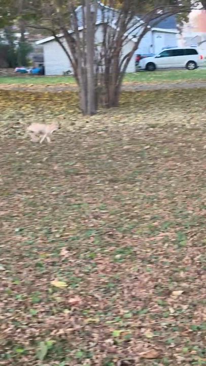 Enlarge Maize, an adopted Mixed Breed in Holmen, WI video 4/6