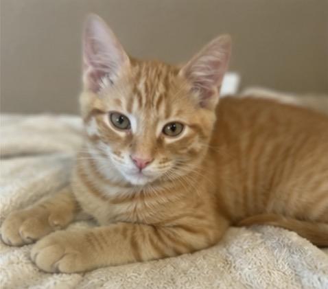 Enlarge WINK AND BLINK THE BFFs, a ADOPTABLE Domestic Short Hair in woodland, CA image 4/4