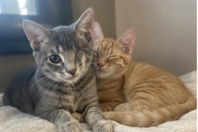 Enlarge WINK AND BLINK THE BFFs, a ADOPTABLE Domestic Short Hair in woodland, CA image 1/4