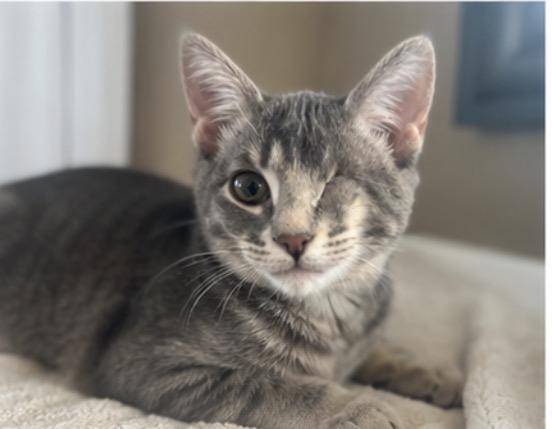 Enlarge WINK AND BLINK THE BFFs, a ADOPTABLE Domestic Short Hair in woodland, CA image 2/4