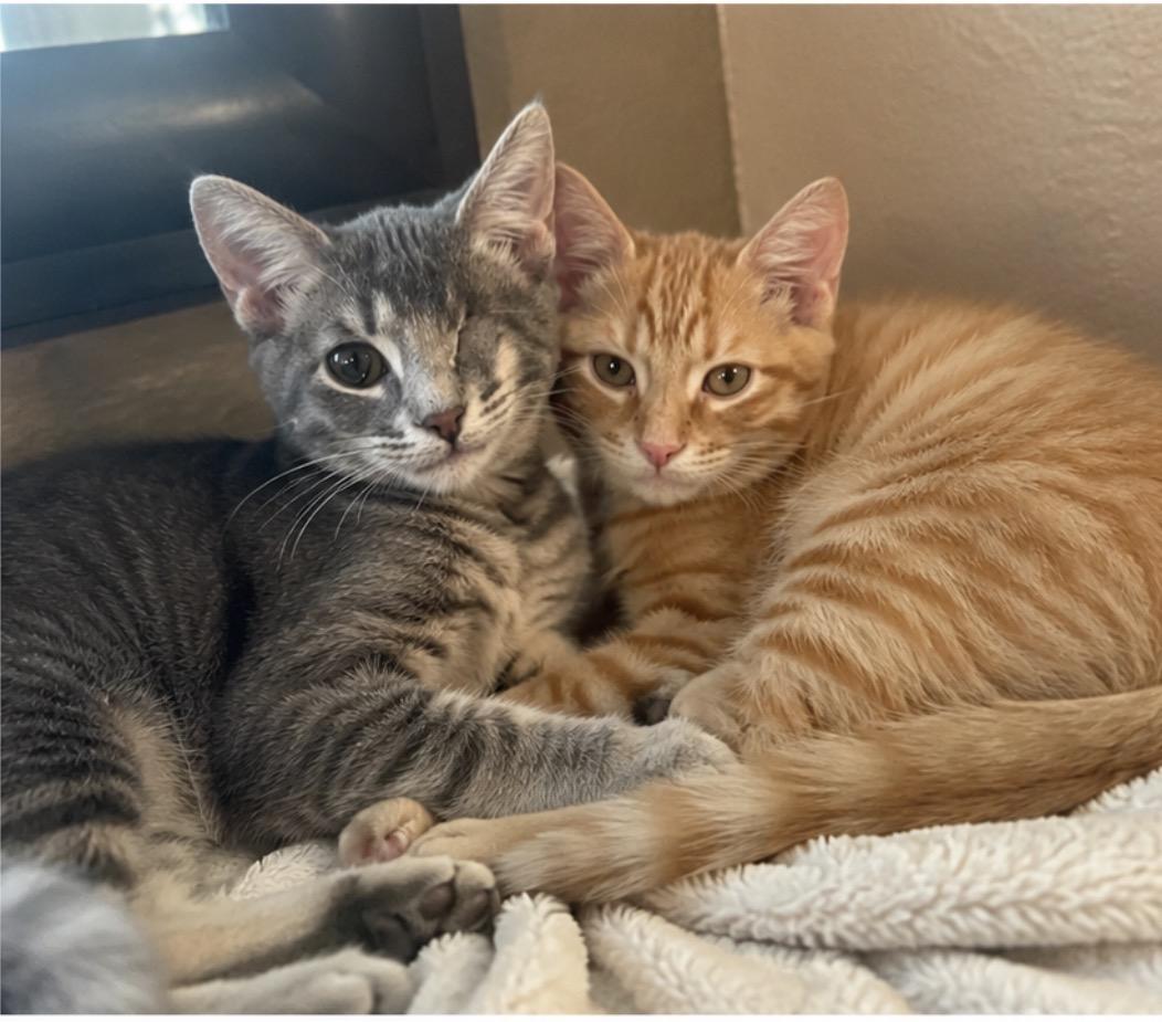 Enlarge WINK AND BLINK THE BFFs, a ADOPTABLE Domestic Short Hair in woodland, CA image 3/4