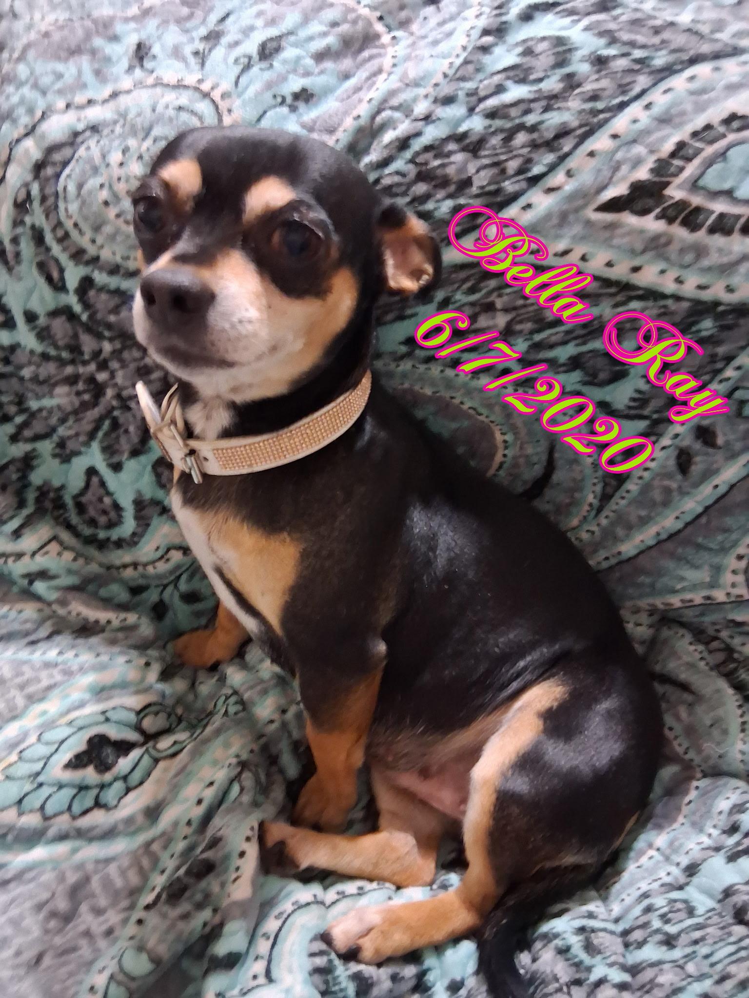 Bella Ray, ADOPTABLE, Adult Female Chiweenie.