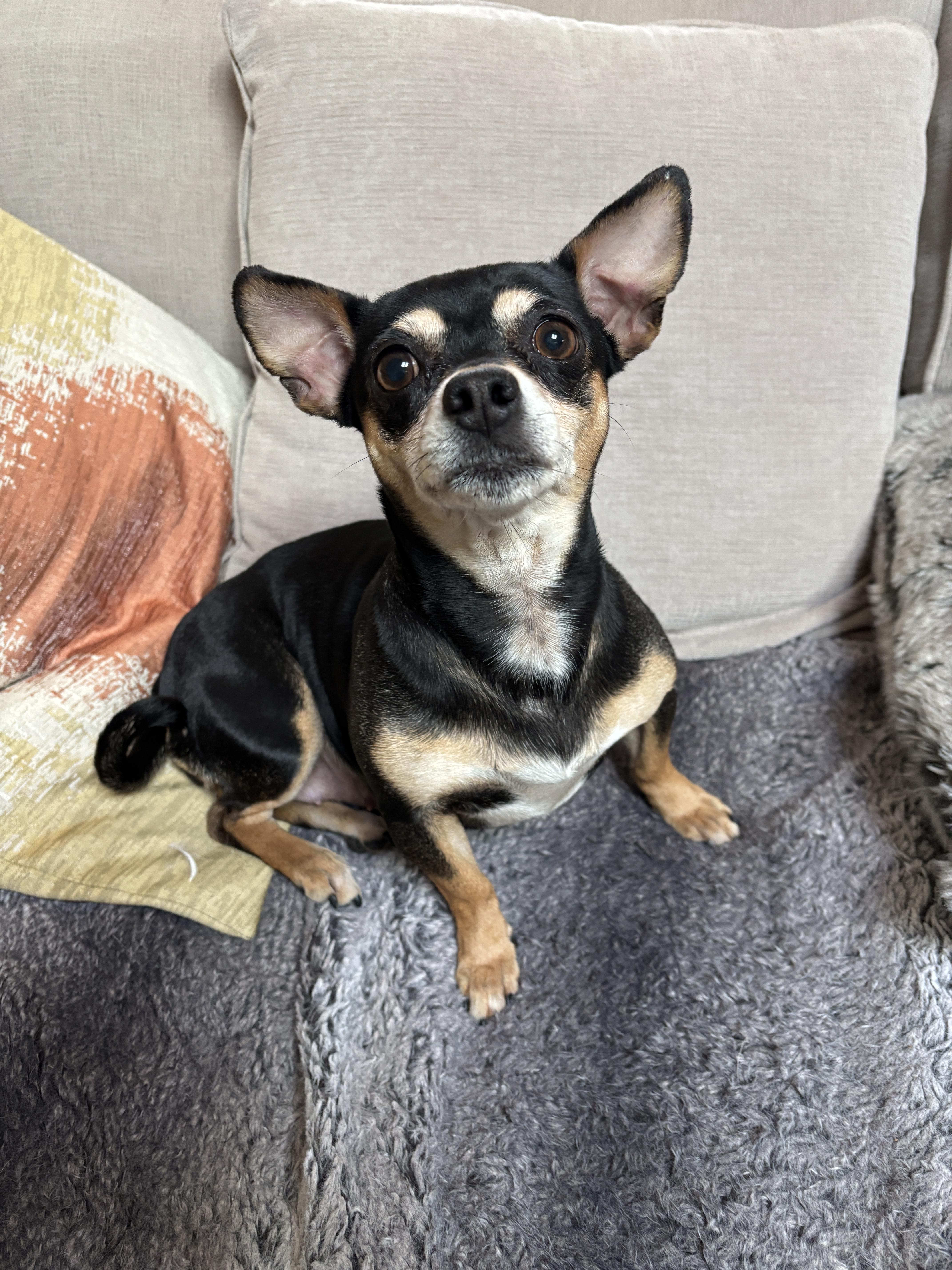 Enlarge Bella Ray, a ADOPTABLE Chiweenie in Plano, TX image 3/3