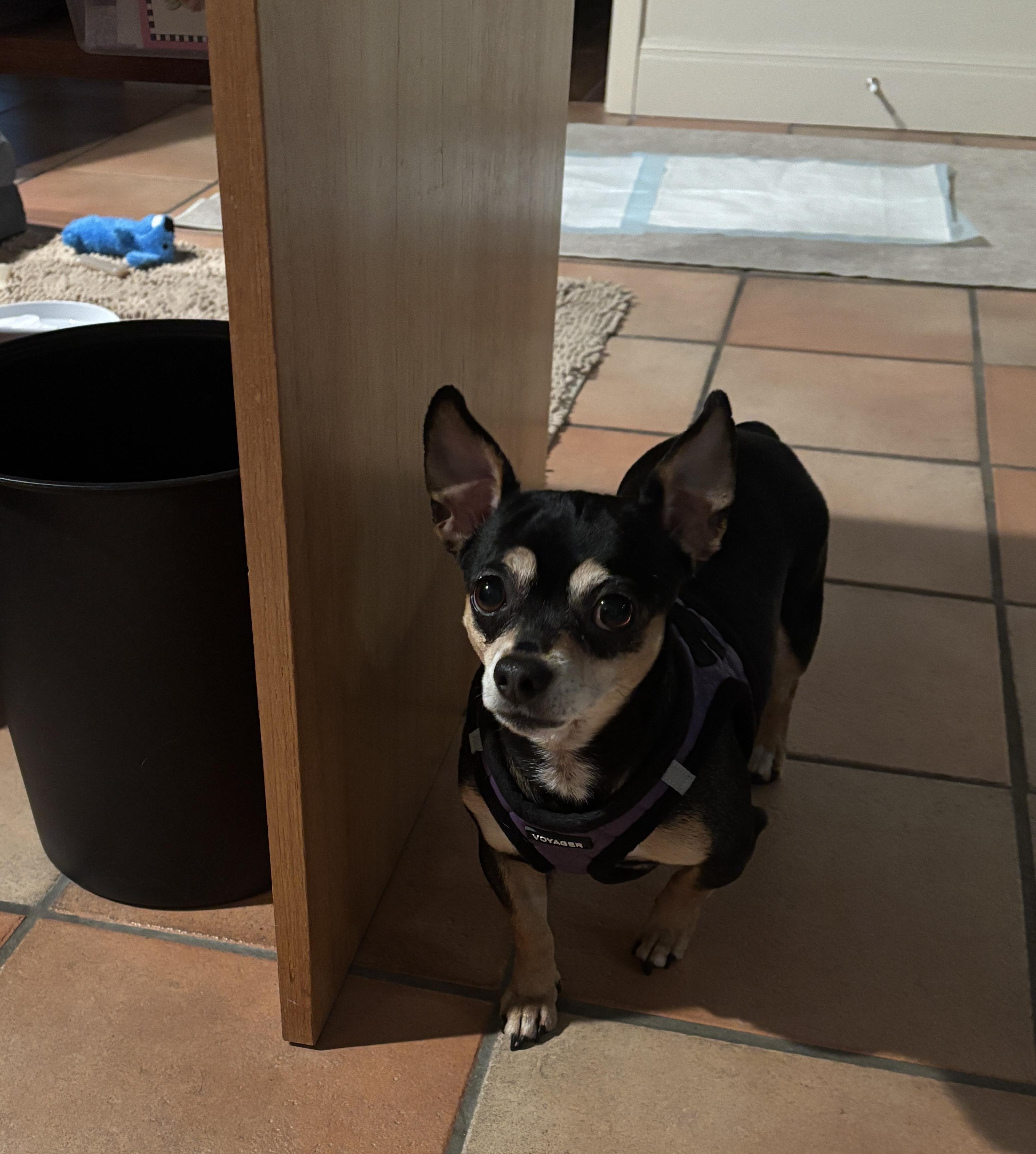 Enlarge Bella Ray, a ADOPTABLE Chiweenie in Plano, TX image 2/3