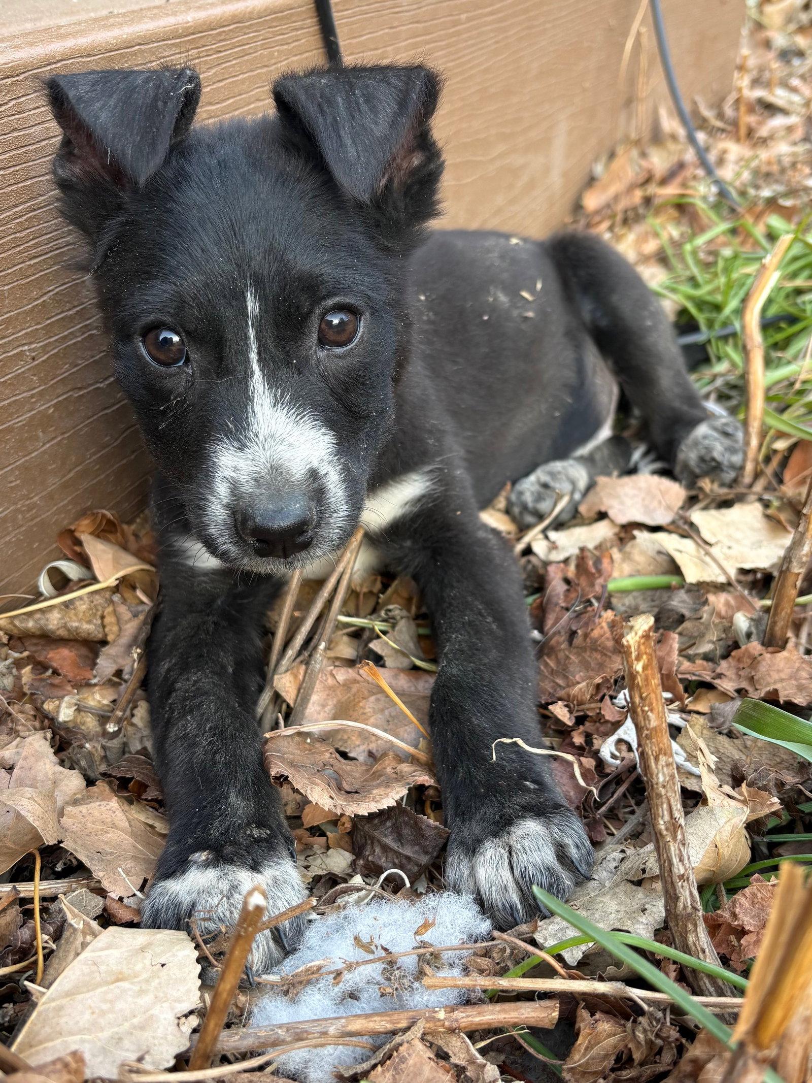 Darling #2, Adopted, Puppy Female Border Collie.