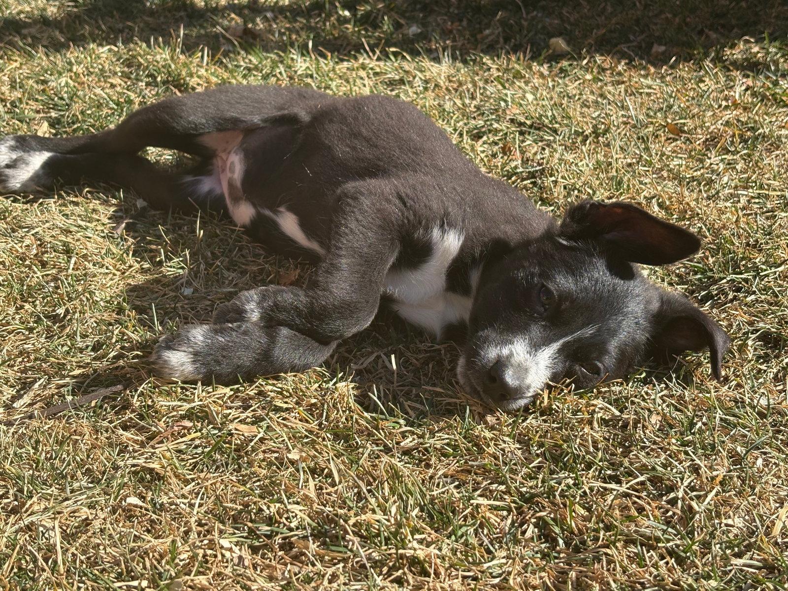 Enlarge Darling #2, a Adopted Border Collie in Aurora, CO image 2/3