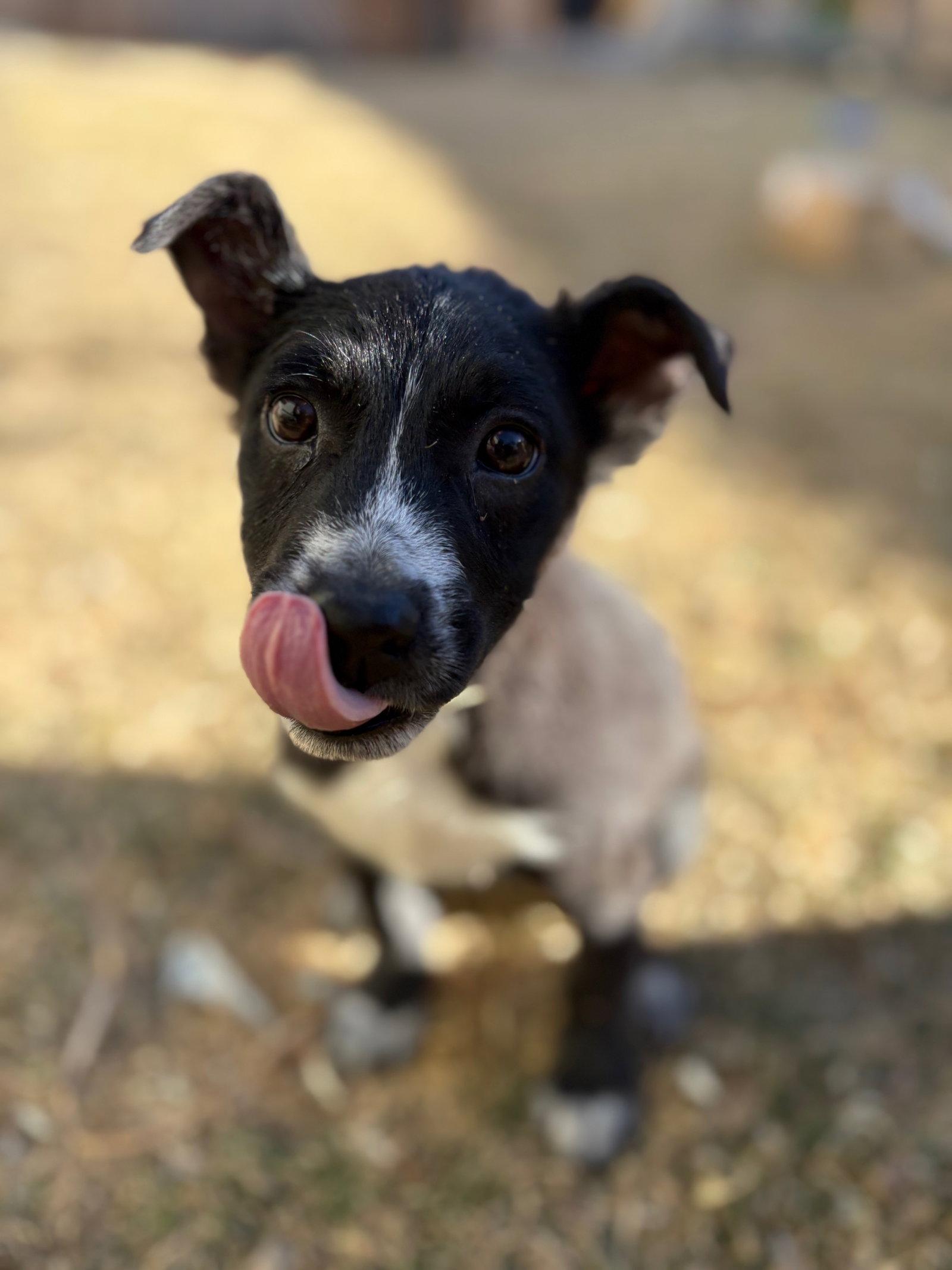 Enlarge Darling #2, a Adopted Border Collie in Aurora, CO image 3/3