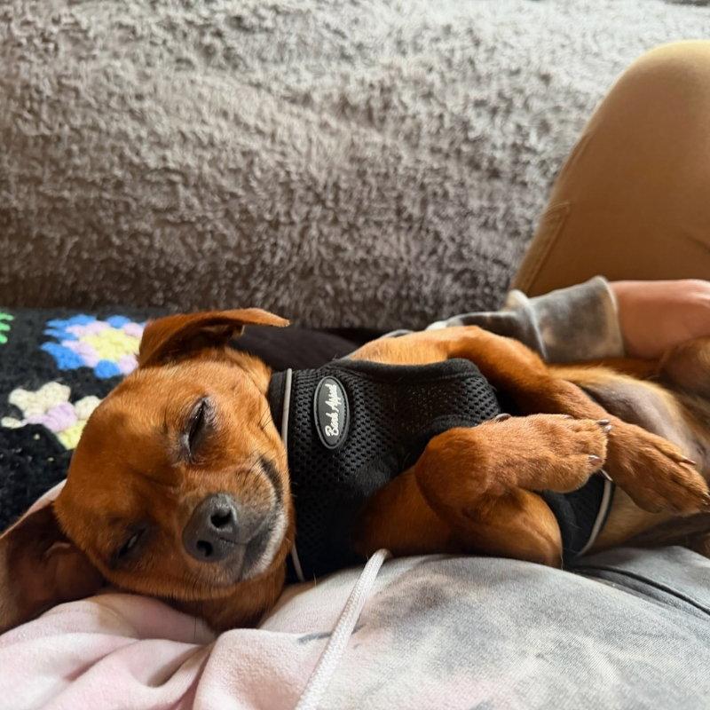 Jimothy, Adoptable, Young Male Chihuahua & Terrier.