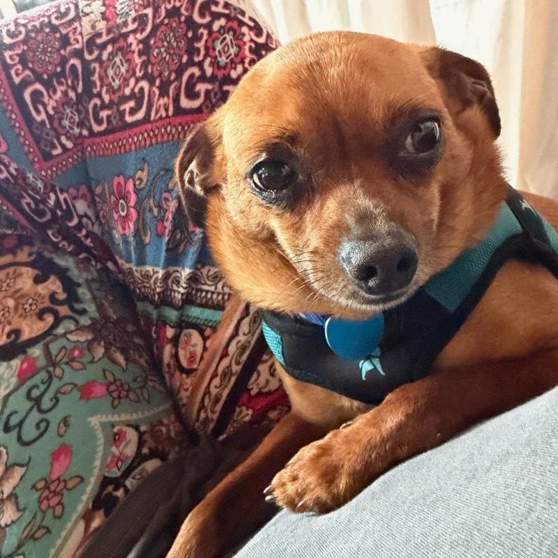 Enlarge Jimothy, a Adoptable mixed breed in San Francisco, CA image 2/3