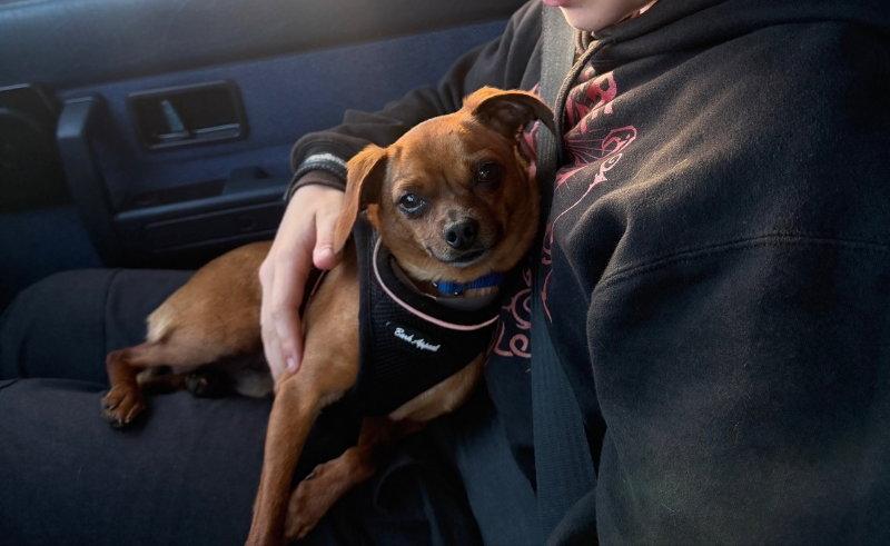 Enlarge Jimothy, a Adoptable mixed breed in San Francisco, CA image 3/3