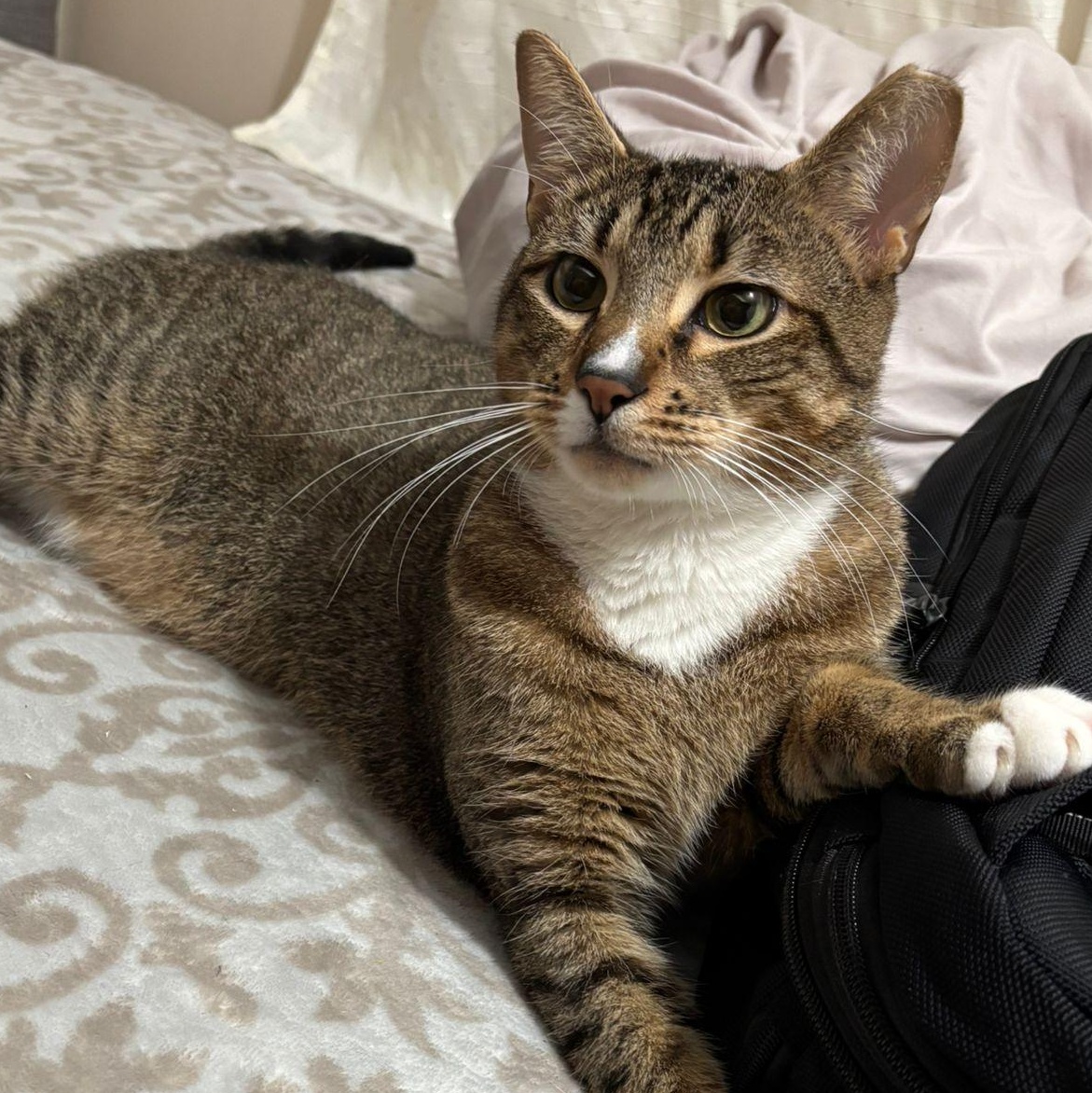 Enlarge Everything Bagel, an adoptable Domestic Short Hair in Florham Park, NJ image 1/5