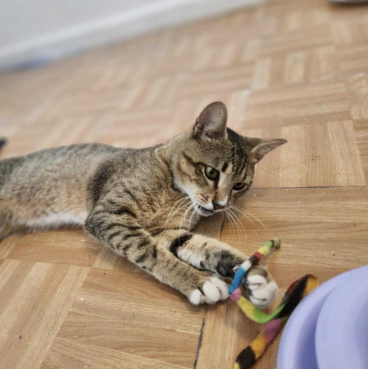 Enlarge Everything Bagel, an adoptable Domestic Short Hair in Florham Park, NJ image 3/5