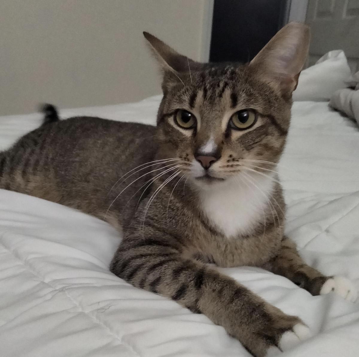 Enlarge Everything Bagel, an adoptable Domestic Short Hair in Florham Park, NJ image 4/5