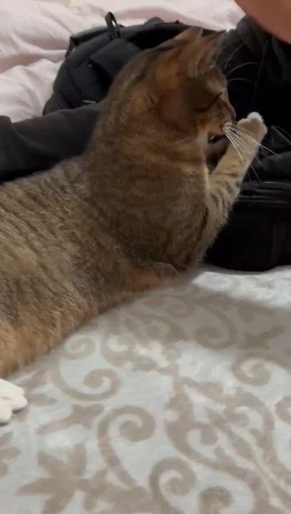 Enlarge Everything Bagel, an adoptable Domestic Short Hair in Florham Park, NJ video 5/5