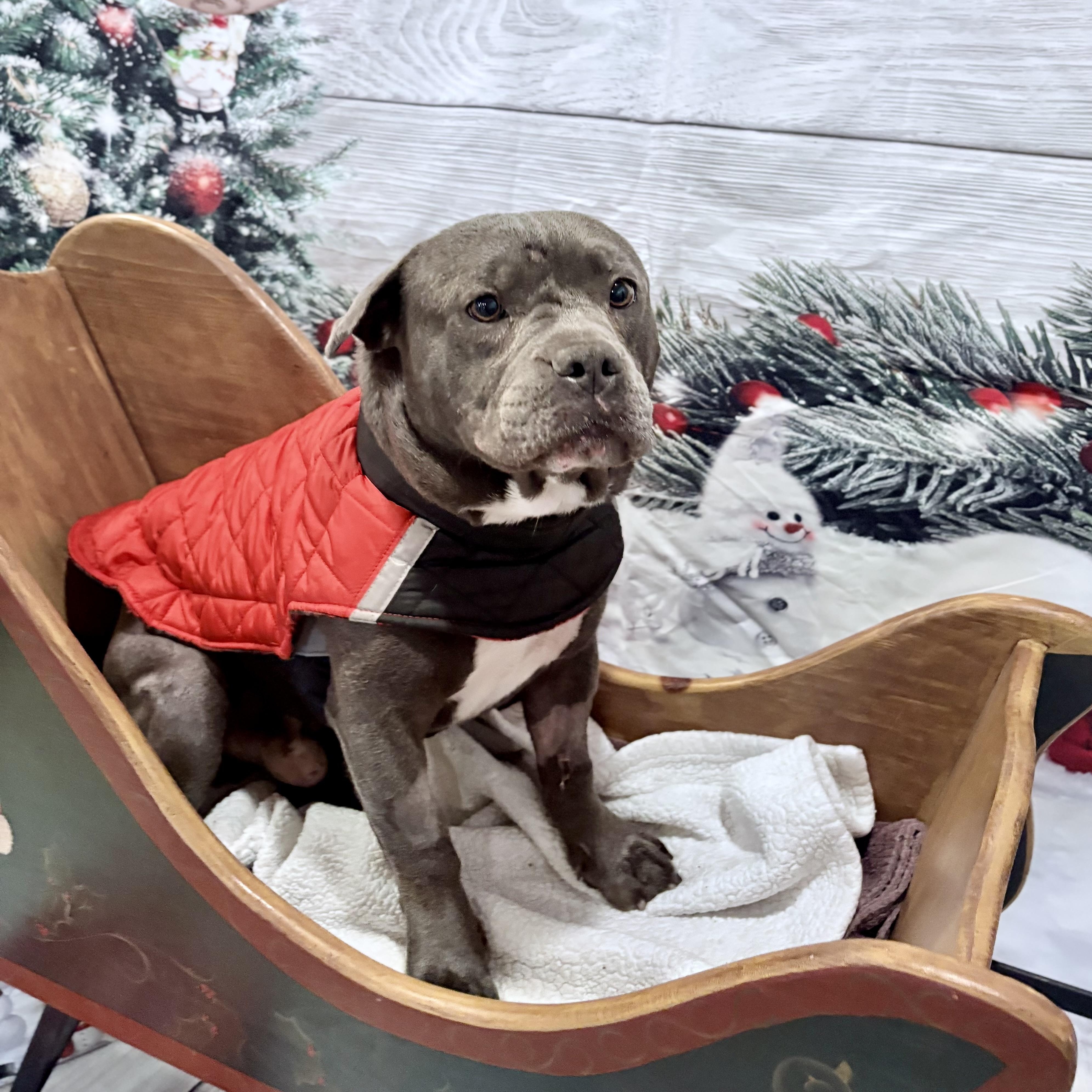 Eeyore, an adopted mixed breed in Lodi, CA image 3/4