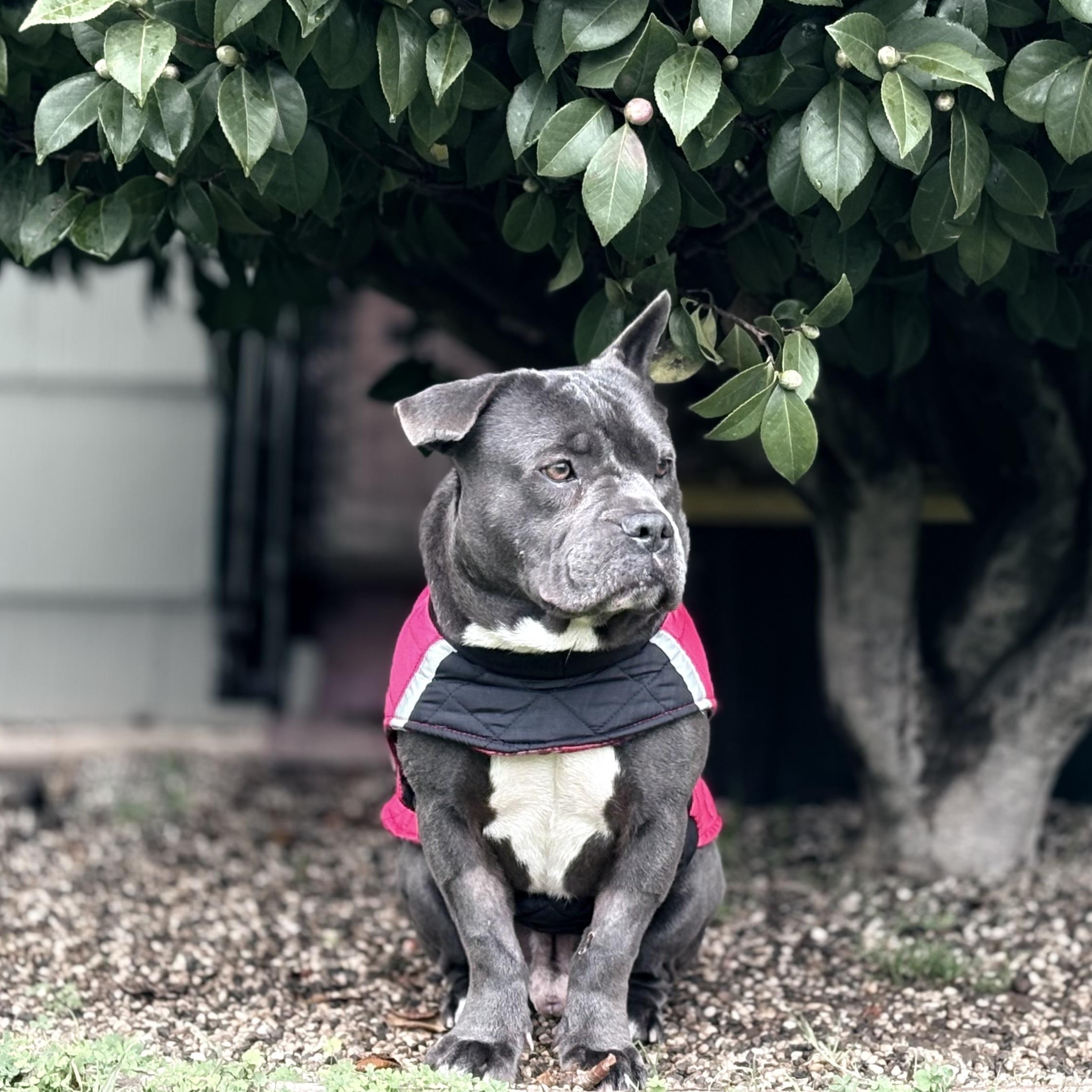 Eeyore, an adopted mixed breed in Lodi, CA image 2/4