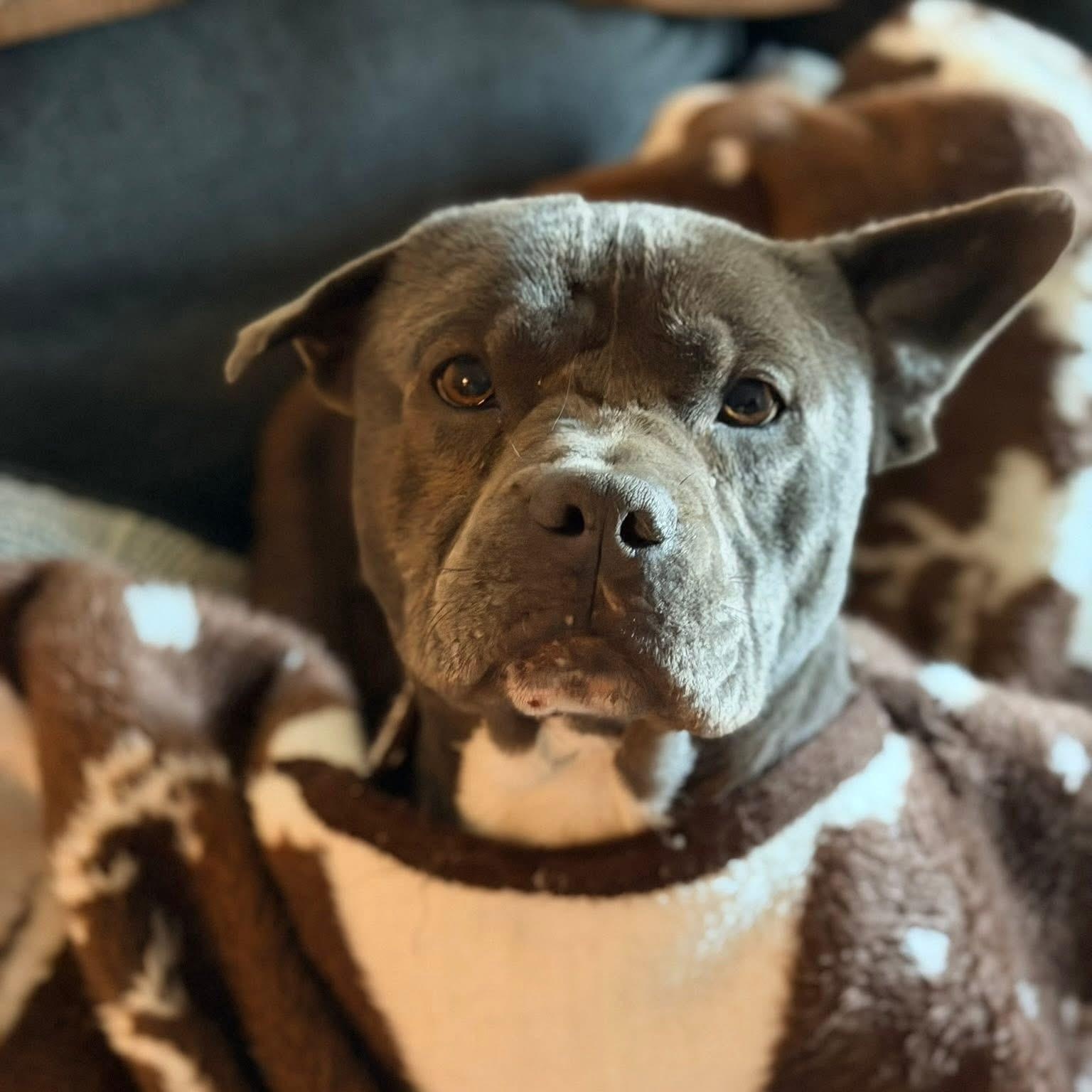 Eeyore, adopted, Young Male Pit Bull Terrier.