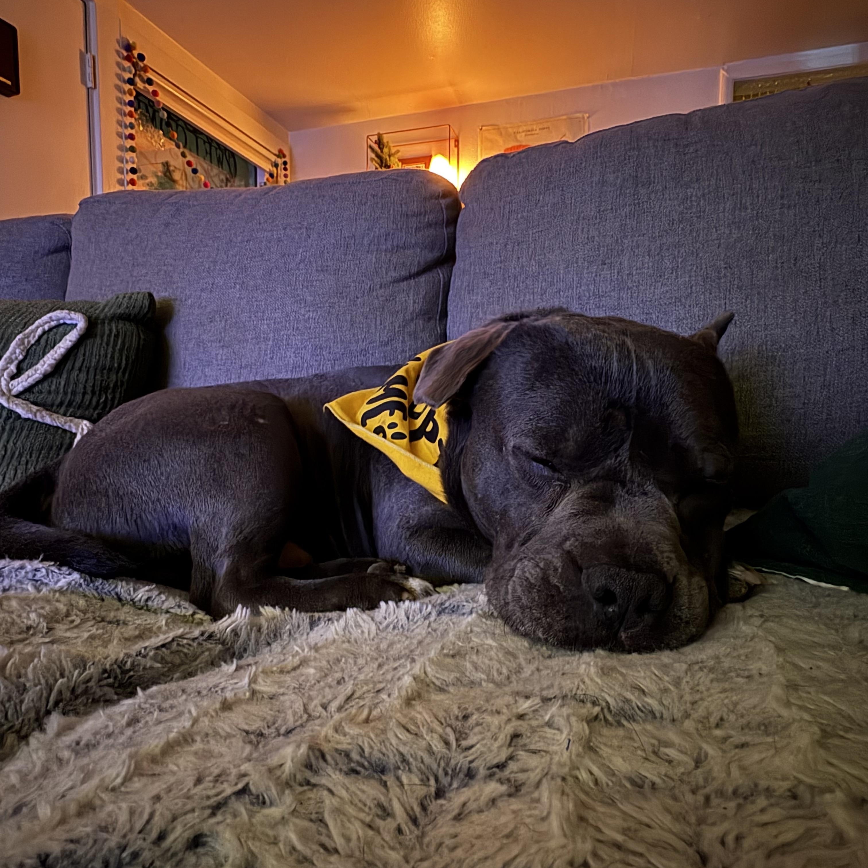 Eeyore, an adopted mixed breed in Lodi, CA image 4/4