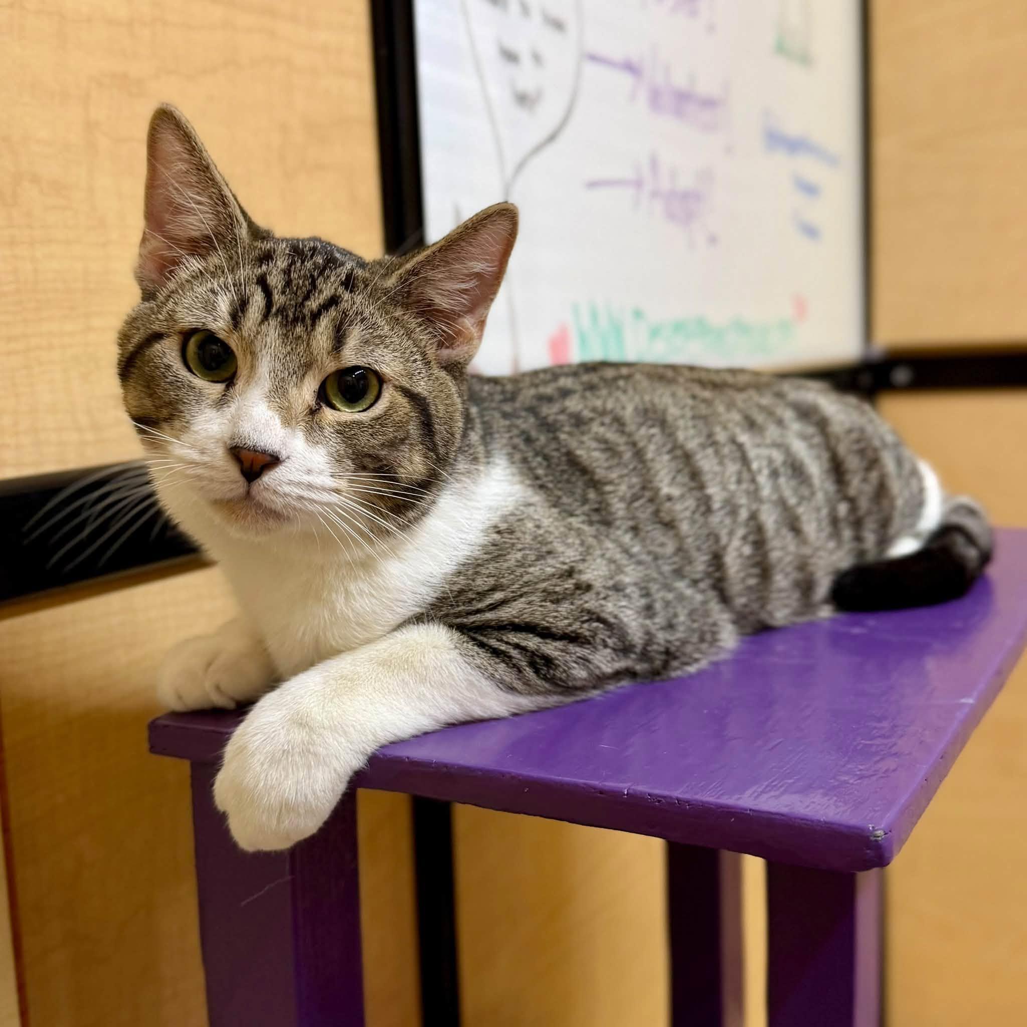 Crockett (Bonded with Tubbs), Adoptable, Kitten Male Domestic Short Hair.