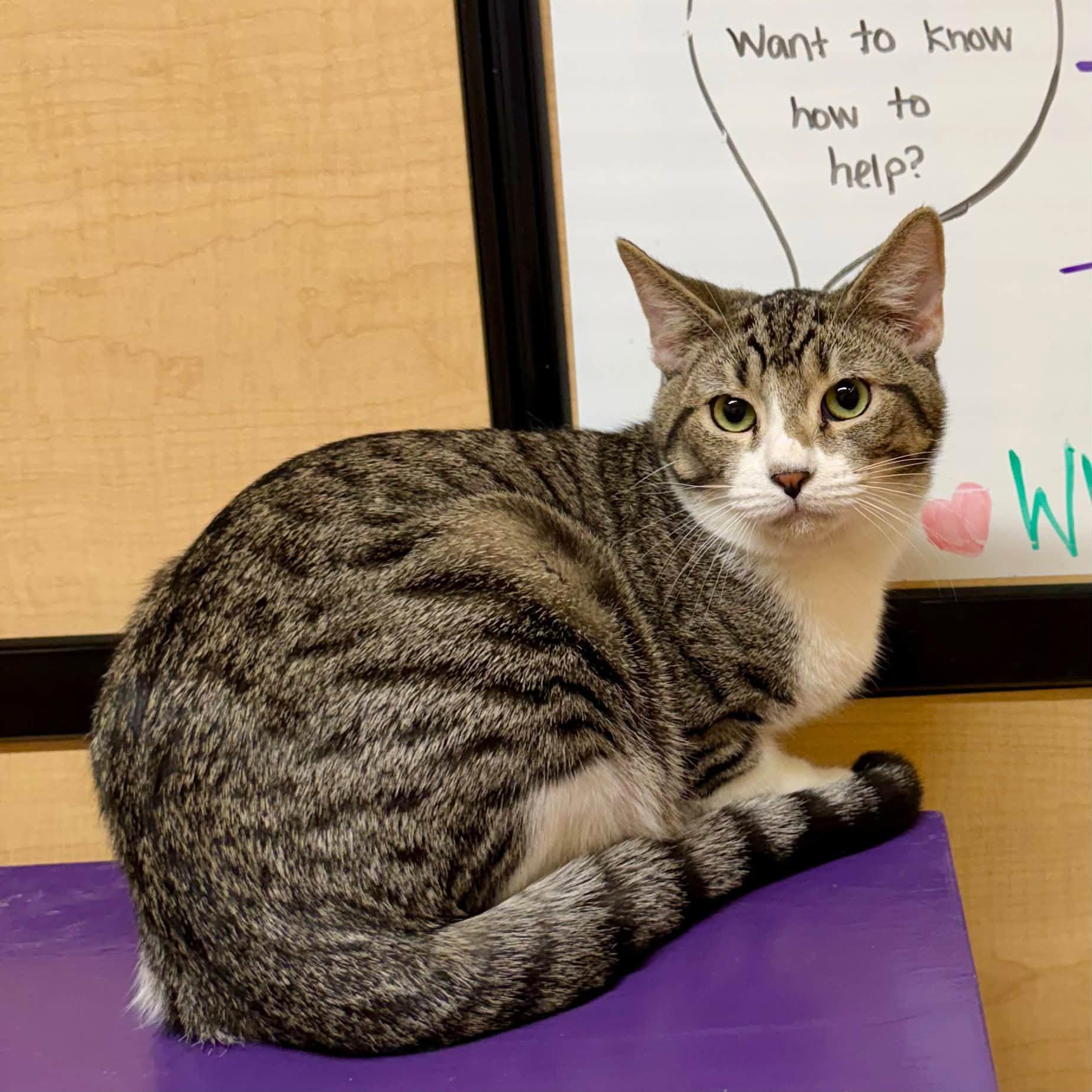 Enlarge Crockett (Bonded with Tubbs), a Adoptable Domestic Short Hair in Queen Creek, AZ image 2/6