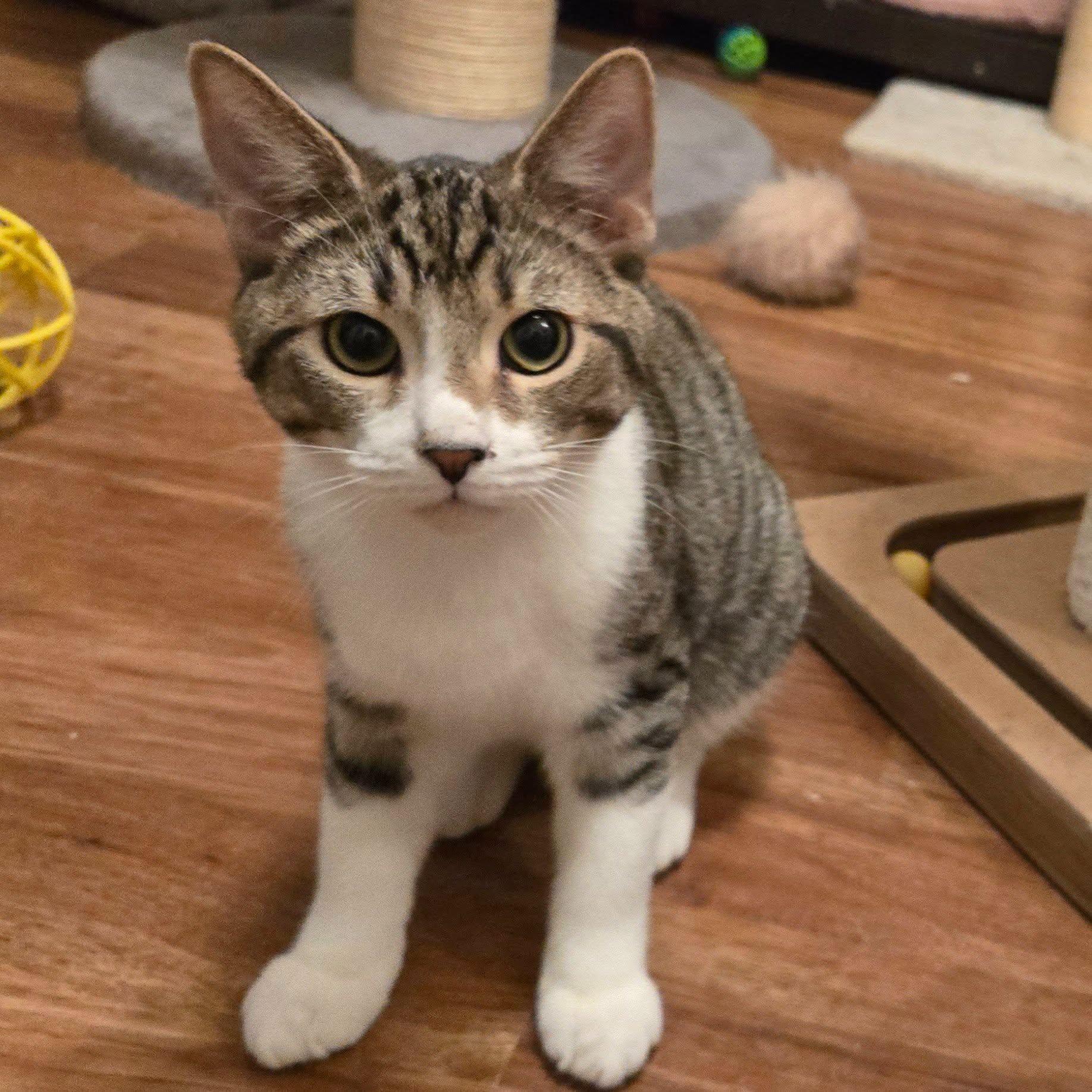 Enlarge Crockett (Bonded with Tubbs), a Adoptable Domestic Short Hair in Queen Creek, AZ image 3/6